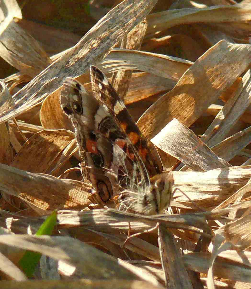 Vanessa virginiensis Vanessa virginiensis